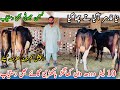New Farmer |Full Dairy Farm For Sale |Top Class Cows For Sale |Jersey Cows for sale In Punjab