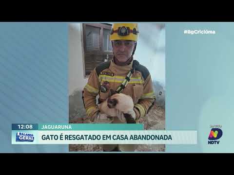 Gato é resgatado em Jaguaruna após ficar preso em casa abandonada