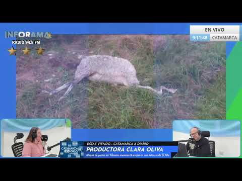 🎥 CLARA OLIVA - ATAQUE DE PUMAS: MURIERON 16 OVEJAS EN UNA ESTANCIA DE EL ALTO | CATAMARCA A DIARIO