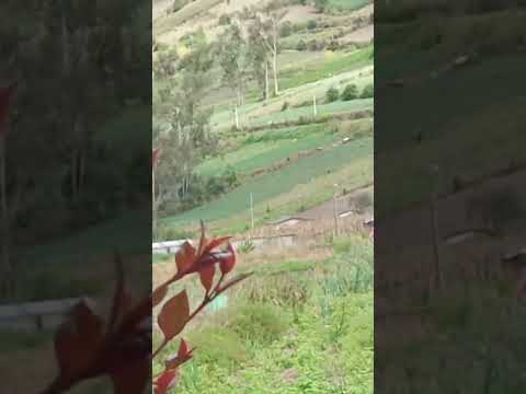 M4LDIT4 COSTUMBRE DE QUEMA DE MALEZA EN HUAMBALO, SEGOVIA ALTO, PELILEO.
