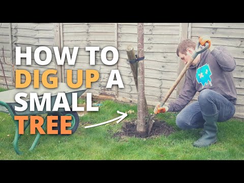 How to Remove a Small Tree Without Machinery | Easy DIY Garden Tip