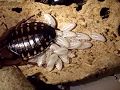 Blaptica Dubia roach giving birth 