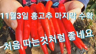 비닐하우스에 심은 홍고추 마지막 수확했습니다 귀농귀촌 전원일기 농업 농부 농사 시골