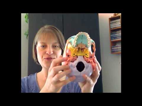 Tour of the Cranium: Part 3 Sphenoid