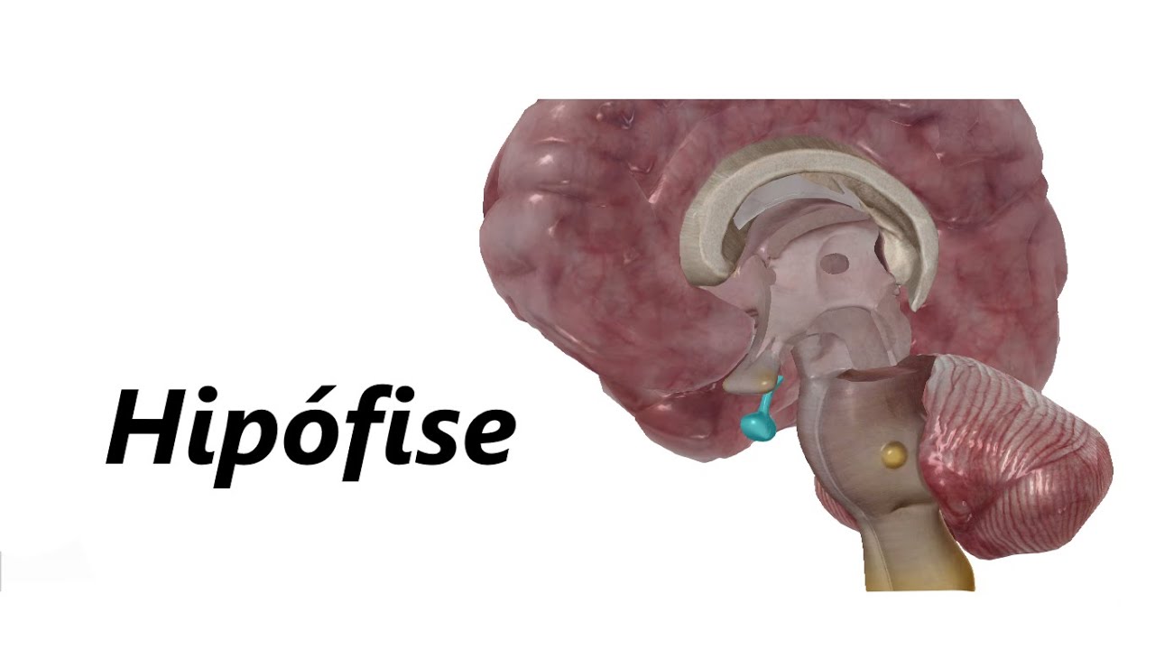 Hipófise em 3D