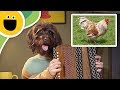 Ten Singing Chickens Pet News Team Sesame Studios