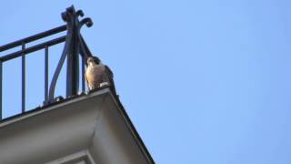 MVI 0005 Beauty eating on Widows Walk