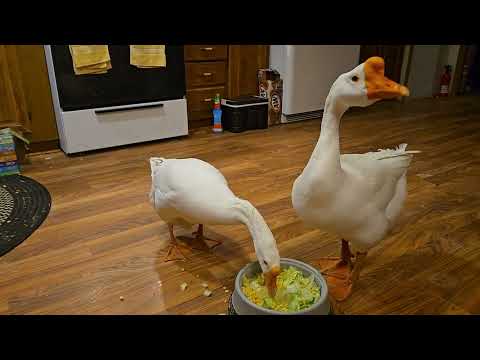 "Missing Christine"🤔 with Goofy Duck George and the Crew in Paradise Creek 