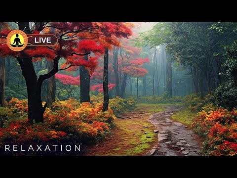 ???? Relaxing Zen Music 24/7, Stress Relief Music, Sleep Music, Meditation Music, Study, Calming Music