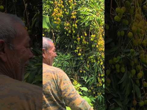 Litchi Farming Flowering Fruitng and Production #litchi #shahilitchi #orchard #horticulture