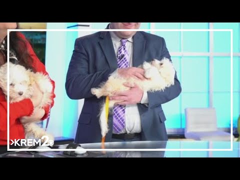 Pick of the Litter: Meet Biff and Bo, two Maltese/Poodle pup mixes - YouTube