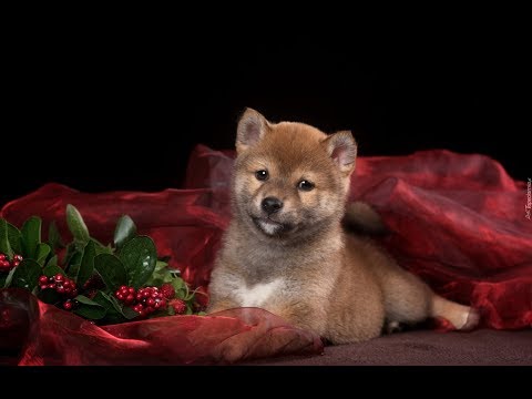 Zapis Live (26.09.2018)