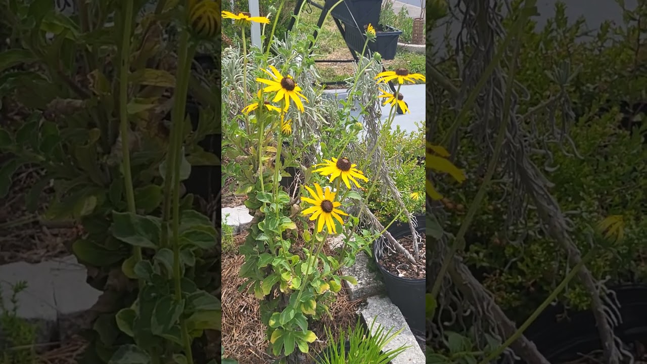 Floridan native Softhair Coneflower / Rudbeckia mollis blooming.  native bees feeding.  keystone.