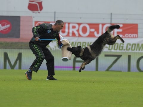 W.Ch.FCI IPO 2016 - Urri z Kurimskeho haje - C:91