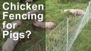 Chicken Fence for Pigs?