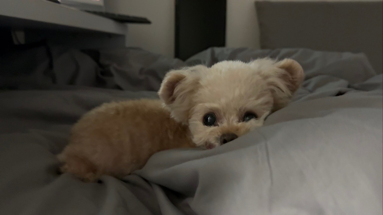 【ちょーーー短めLIVE】２２：００までお仕事してました・・・【トイプードル】