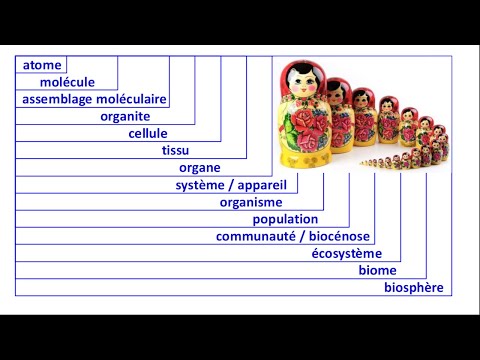 Échelles du vivant, de l'atome à la biosphère (2/2)
