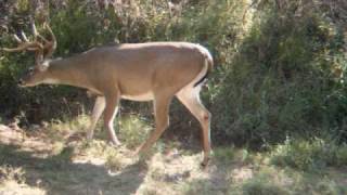 preview picture of video 'Deer Cam  South Texas Starr county 2008'