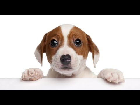 download lagu mp3 mp4 Hondje Blaf, download lagu Hondje Blaf gratis, unduh video klip Hondje Blaf