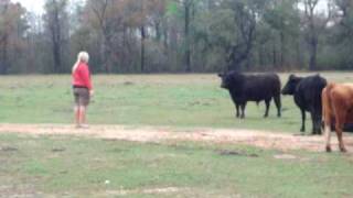 preview picture of video 'Cows Are Gross - Lucedale, MS'