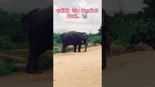 Download lagu මේ වීඩියෝ එක අන්තිම වෙනකම් බලන්න! 🐘❤️ #shorts #viral #trending mp3