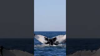 These Incredible humpback whale fluke scars are unlike anything you've ever seen!