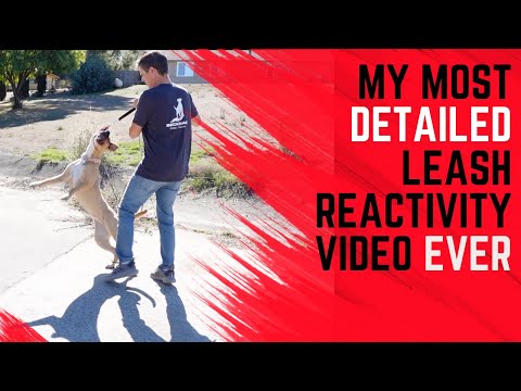 Mastering Leash Reactivity: Training a Reactive Dog to Walk Calmly