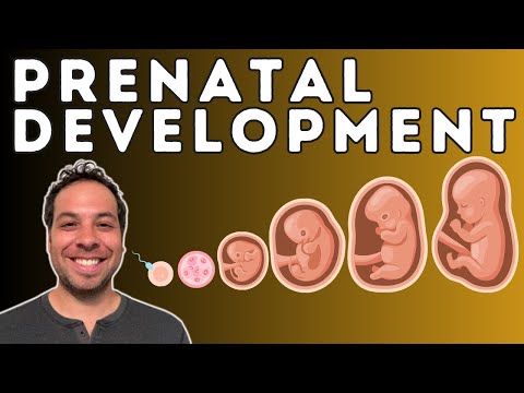 Prenatal Development - From Conception to Birth - Germinal Stage, Embryonic Stage, Fetal Stage