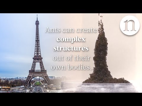 Ant architecture: The simple rules of ant construction