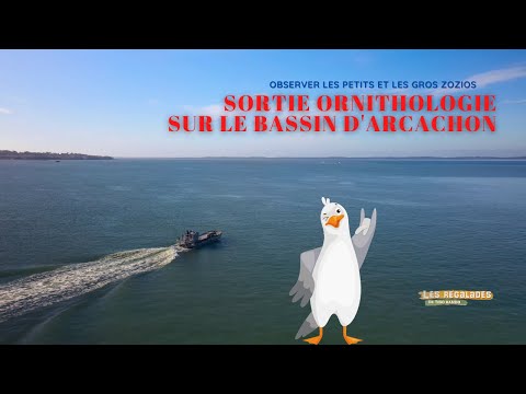 Balade ornithologie autour du Bassin d'Arcachon