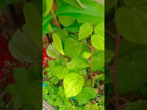 flower garden 🌱🌺