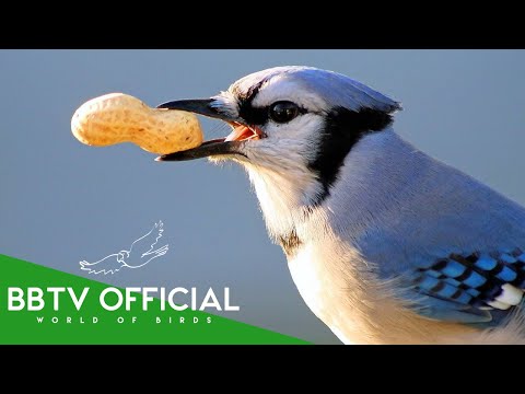 The Surprising Life of a Blue Jay | Wildlife Documentary