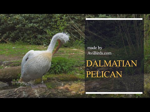 Pelikán kučeravý (Pelecanus crispus) — druhové video