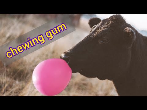 , title : 'chewing gum or rumination : Cows do not chew gum when restin They ruminate'