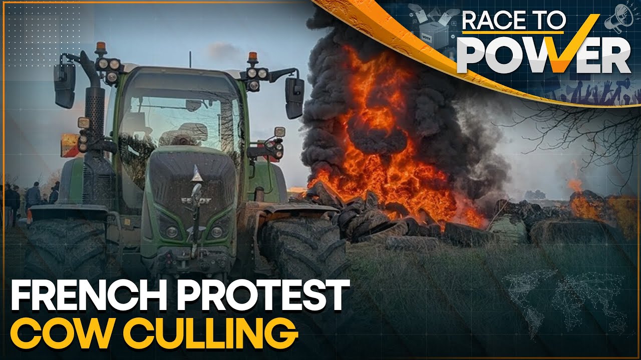 France Protests: Cow Culling Due to a Lumpy Skin Disease Sparks Outrage Across France | WION