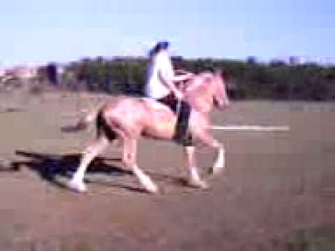 mangalarga marchador saltando.3gp