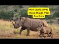 Poachers Nightmare When The Animals Fought Back
