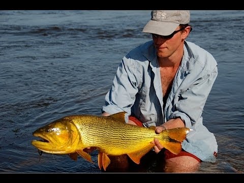 Fly Fishing for Dorado-Pira Lodge