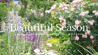 《The dream garden》Flowers that bloom in the most beautiful season *Important notice《Gardening》