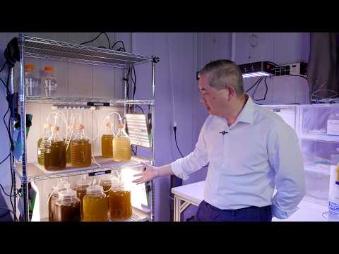The Phytoplankton Side Quest