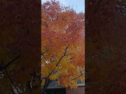 #fairyliberationfront #fallleaves 10-27-24 6:41 pm