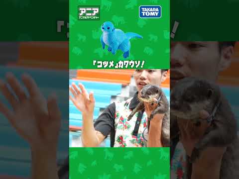 「コツメ」カワウソ！　#アニア #アニア研究所 #タカラトミー #shorts #アドベンチャーワールド