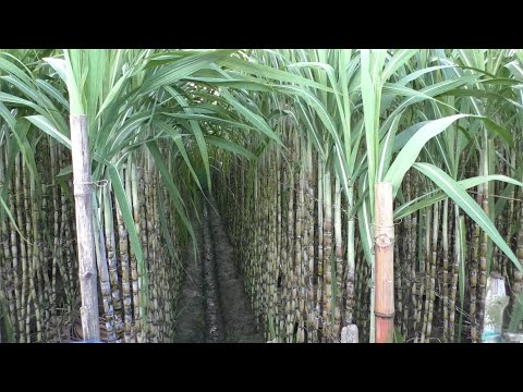 Sugarcane Farm - Best Investment In Modern Agriculture Sector
