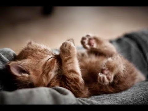 MUSICOTHÉRAPIE Apaisante Pour Chiens et Chats 💙 Douce Musique Pour Dormir Et Calmer Leur Anxiété◾2H