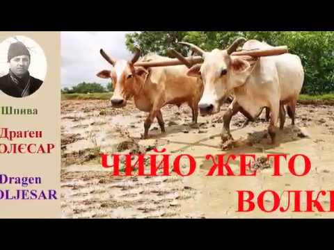 ČIJO ŽE TO VOLKI - Dragen KOLJESAR