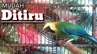 Download lagu CAK RANTING GACOR || CUCAK RANTING GACOR _ PANCINGAN CUCAK RANTING .,!? mp3