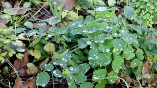 Download lagu Chanson de Matin (Edward Elgar) flute : Kirio Matsuda mp3