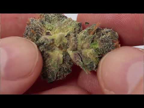 Strain Tasters Cannabis Reviews - Oreo Blizzy