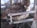 RED-TAIL HAWK feeds her 2 chicks