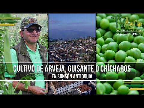 , title : 'Cultivo de Arveja, Guisante o Chícharos en Sonsón Antioquia - TvAgro por Juan Gonzalo Angel'